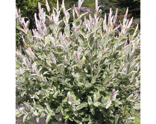 Eukalyptusvide FLORASELF Salix integra Hakuro Nishiki 40-60cm co 5L