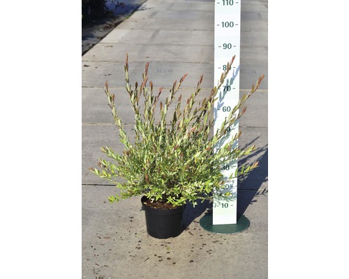 Eukalyptusvide FLORASELF Salix integra Hakuro Nishiki 40-60cm co 5L