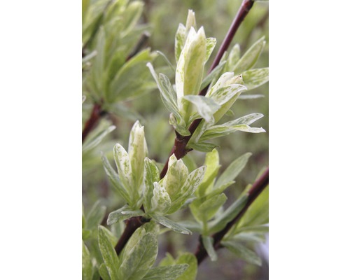 Närbild av en prydnadsbuske med variegerade blad