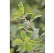 Närbild av en Spiraea japonica ''Golden Princess''-buske med blad