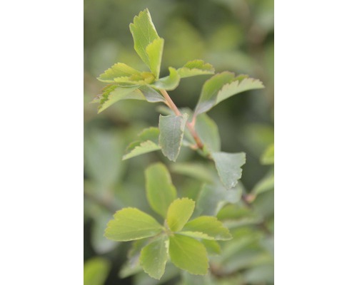 Närbild av en Spiraea japonica ''Golden Princess''-buske med blad