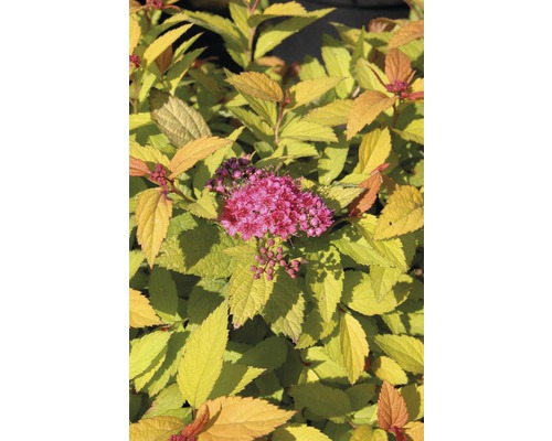 Spirea med blomma och gula blad