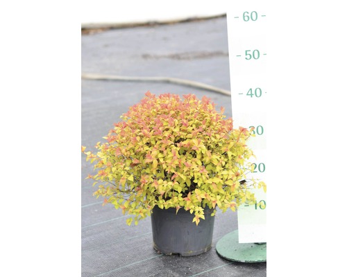 Brudspirea i kruka med höjdmätare