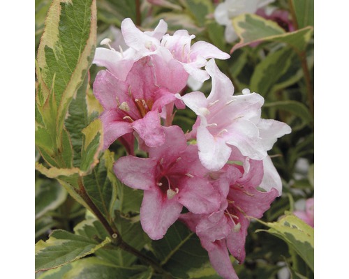 Närbild av Weigelia-blommor