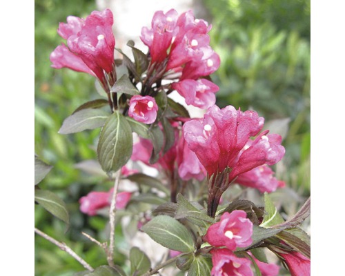 Blommande Weigelia i trädgården