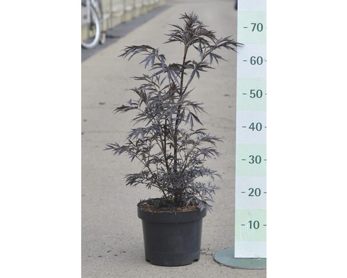 Svart fläder i kruka