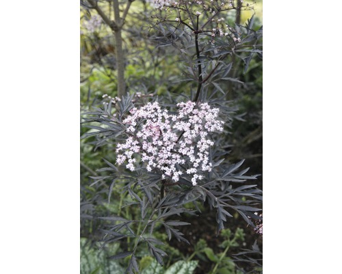 Fläderbuske med mörka blad och vita blommor