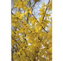 Forsythia FLORASELF Forsythia intermedia Week End® 60-80cm co 4L