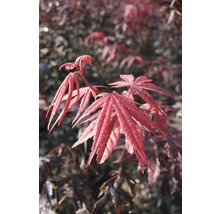 Japansk lönn FLORASELF Acer palmatum Bloodgood 40-60cm co 4L