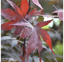 Japansk lönn FLORASELF Acer palmatum Bloodgood 40-60cm co 4L