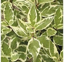 Rysk kornell FLORASELF Cornus alba Ivory Halo 50-60cm co 4L