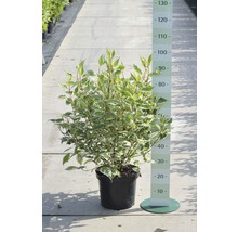 Rysk kornell FLORASELF Cornus alba Ivory Halo 50-60cm co 4L