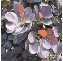 Närbild av ett perukträd med runda blad