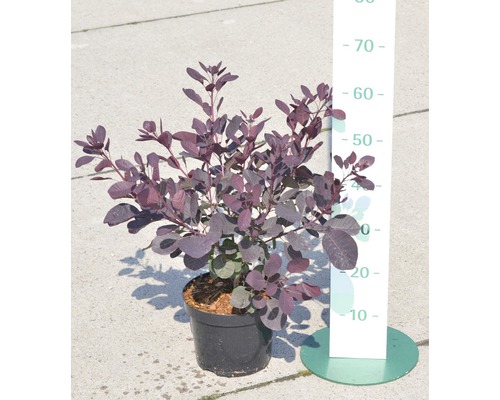 Rödbladig perukbuske FLORASELF Cotinus coggygria Royal Purple 50-60cm co 4L Perukbuske i kruka med storleksangivelse i centimeter.