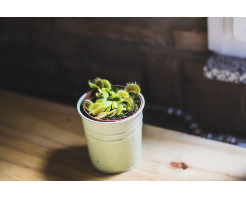 Venusflugfälla i en kruka på ett bord