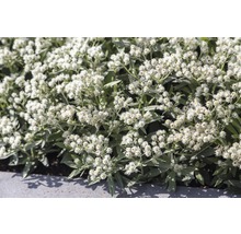 Immortelleväxt med vita blommor