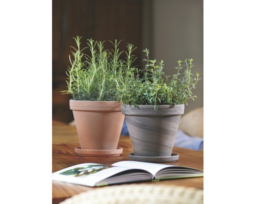 Två örtkrukor med fat på ett bord, tillsammans med en öppen bok.