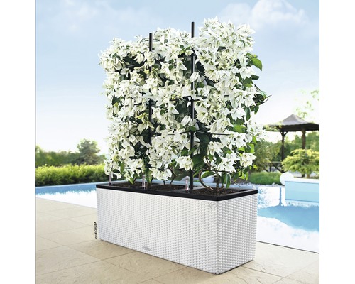 Balkonglåda med spaljé och vita växter bredvid poolen