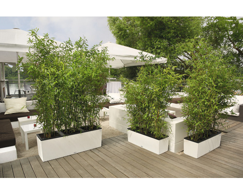 Tre planteringslådor med bambu på en terrass