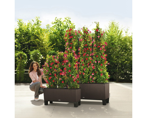 Två blomlådor i plast med klätterväxter och en kvinna i trädgården.