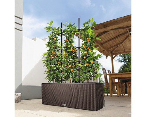 Planteringslåda med spaljé och citrusväxt utomhus