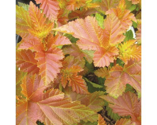 Smällspirea FLORASELF Physocarpus opulifolius Amber Jubilee 50-60cm co 4L