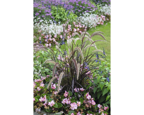 Rött fjäderborstgräs FLORASELF Pennisetum advena Summer Samba 20-50cm Co 6L Dekorativ trädgårdsdesign med prydnadsgräs och blommande växter