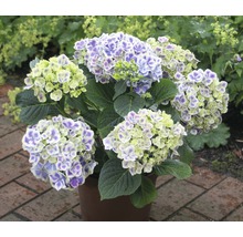 Trädgårdshortensia FLORASELF Hydrangea macrophylla 30-40cm co 4L tillfälligt sortiment