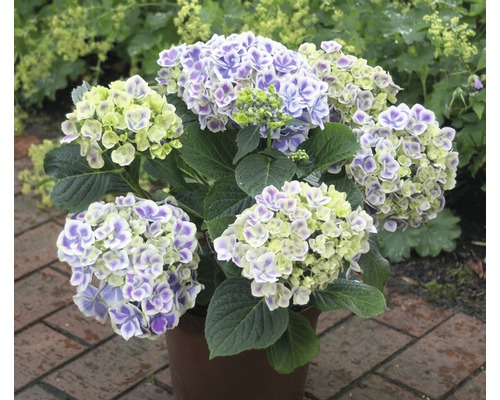 Hortensia i kruka med lila och gula blommor