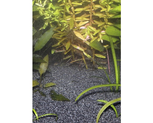 Akvarium med växter och grus