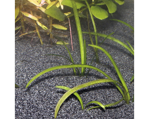 Akvarium med Vallisneria-växter på grusbotten