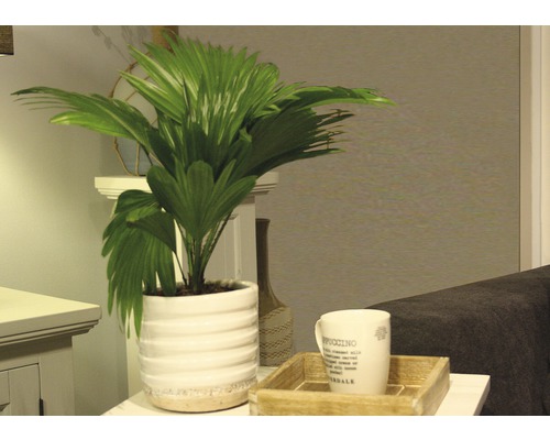 Rumspalm i räfflad kruka med kaffekopp