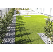 Portugisisk lagerhägg FLORASELF Prunus lusitanica Angustifolia 100-125cm ClickCo