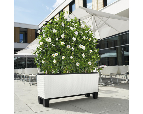 Rektangulär blomlåda med vita blommor utomhus.
