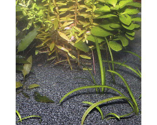 Akvarieväxter och substrat i akvariet