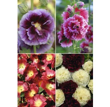 Stockros FLORASELF Alcea rosea 10-60cm Co 3L