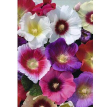 Stockros FLORASELF Alcea rosea 10-60cm Co 3L