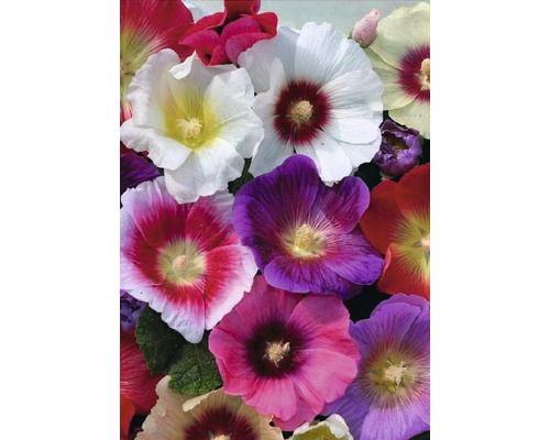 Närbild av färgglada stockrosblommor