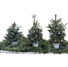 Tre dekorerade julgranar i krukor, prydda med ljus och julgranskulor