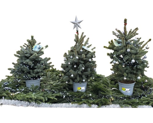Tre dekorerade julgranar i krukor, prydda med ljus och julgranskulor