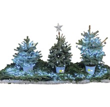 Dekorativ julscen med tre små julgranar, dekorerade med ljus och bollar.