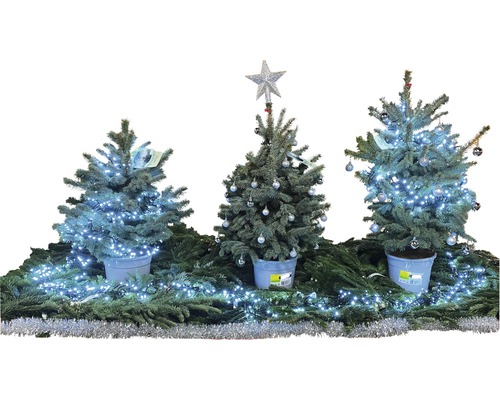 Dekorativ julscen med tre små julgranar, dekorerade med ljus och bollar.