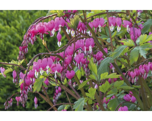 Löjtnantshjärta växt med hjärtformade blommor