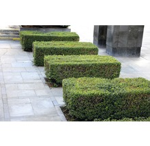 Rad med rektangulära, klippta buxbomhäckar på en gångväg