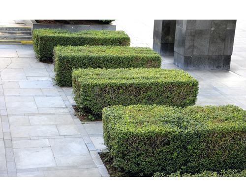 Rad med rektangulära, klippta buxbomhäckar på en gångväg