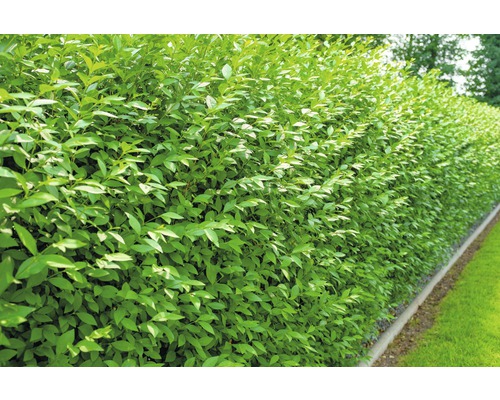 Vintergrön liguster FLORASELF Ligustrum vulgare Atrovirens 40-60cm knippe 10st ClickCo-0