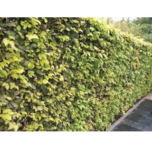 Bok FLORASELF Fagus sylvatica 40-60cm ClickCo 10st