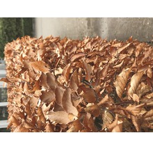 Bok FLORASELF Fagus sylvatica 40-60cm ClickCo 10st