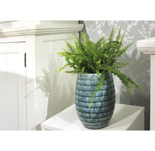 Spjutbräken FLORASELF Nephrolepis exaltata Green Lady 30-40cm Ø12cm