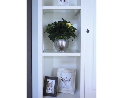 Dekorativ krukväxt i en silverfärgad kruka på en hylla bredvid fotoramar.